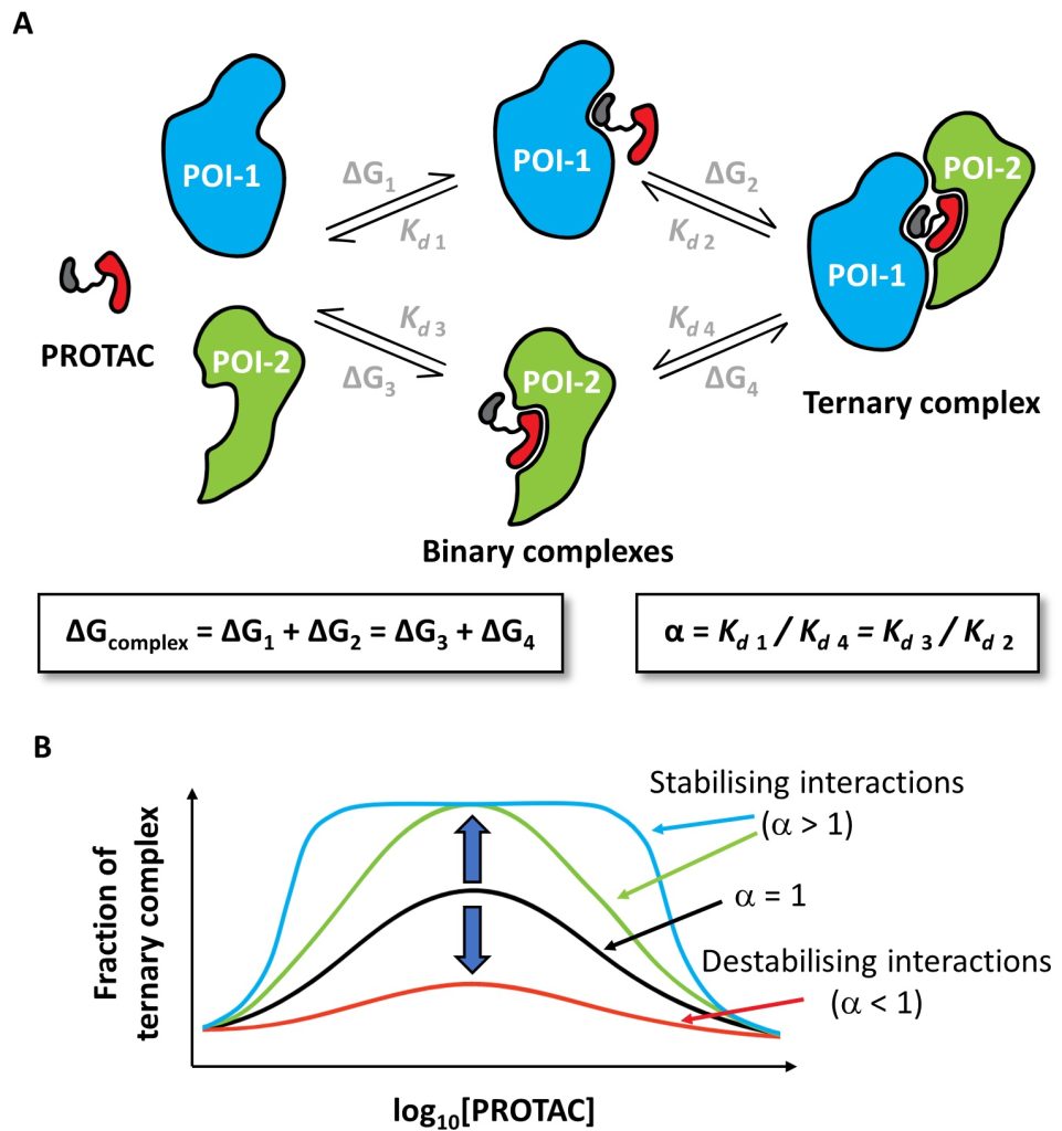 Figure 2.3 Three-body equilibrium of the PROTAC ternary complex