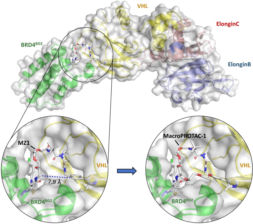 Chapter 2 Views from ternary X-ray crystal structures of the PROTAC MZ1 in complex with Brd4 and VHL