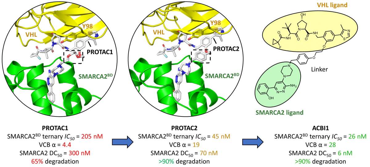 Figure 2.5 Structure-based design of SMARCA2/4 PROTAC ACBI-1