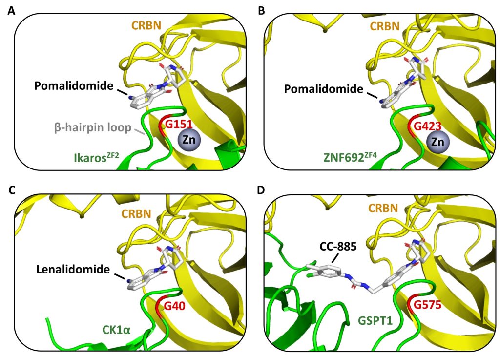 Figure 2.6 Structural features of CRBN–IMiD molecular glues