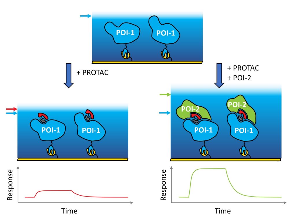 Figure 3.8 Schematic representation of binary and ternary SPR experiments