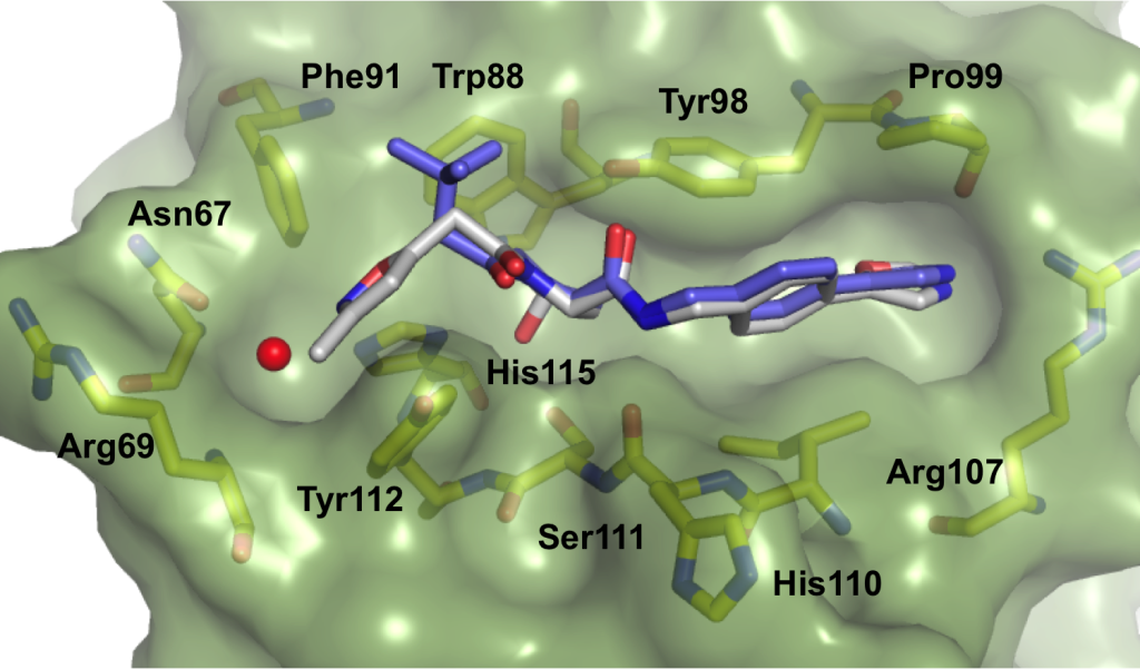 Figure 2. Crystal structure of VBC in complex with ligand 1 (gray carbons, PDB 3ZRC) and 2 (purple carbons, PDB 4W9C)