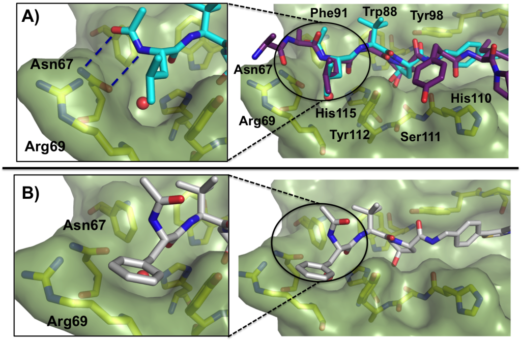 Figure 4. Crystal structure of the VBC in complex with (A) ligand 13 (cyan carbons, PDB 4W9J) with bound HIF-1α peptide superposed and (B) ligand 14 (gray carbons, PDB 4W9K)