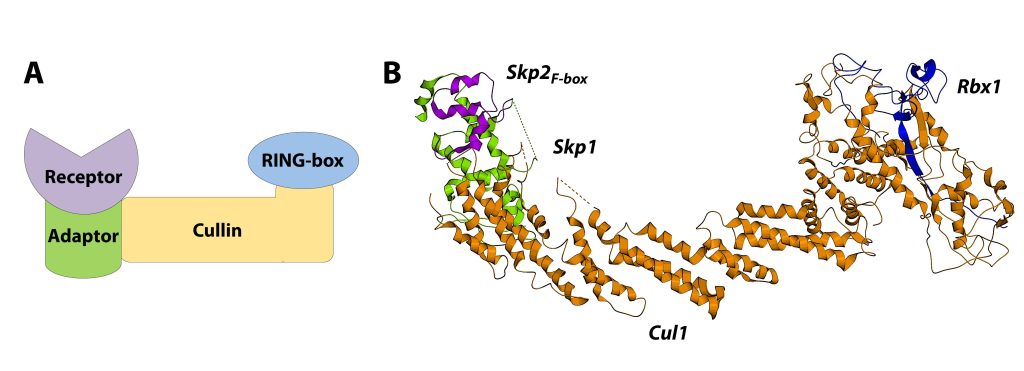 Figure 1 Cullin RING E3 ubiquitin ligases