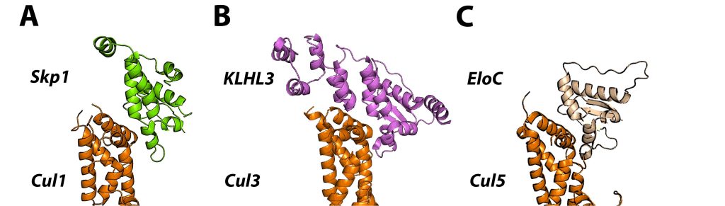 Figure 3 Assembly between adaptor subunits and Cullins
