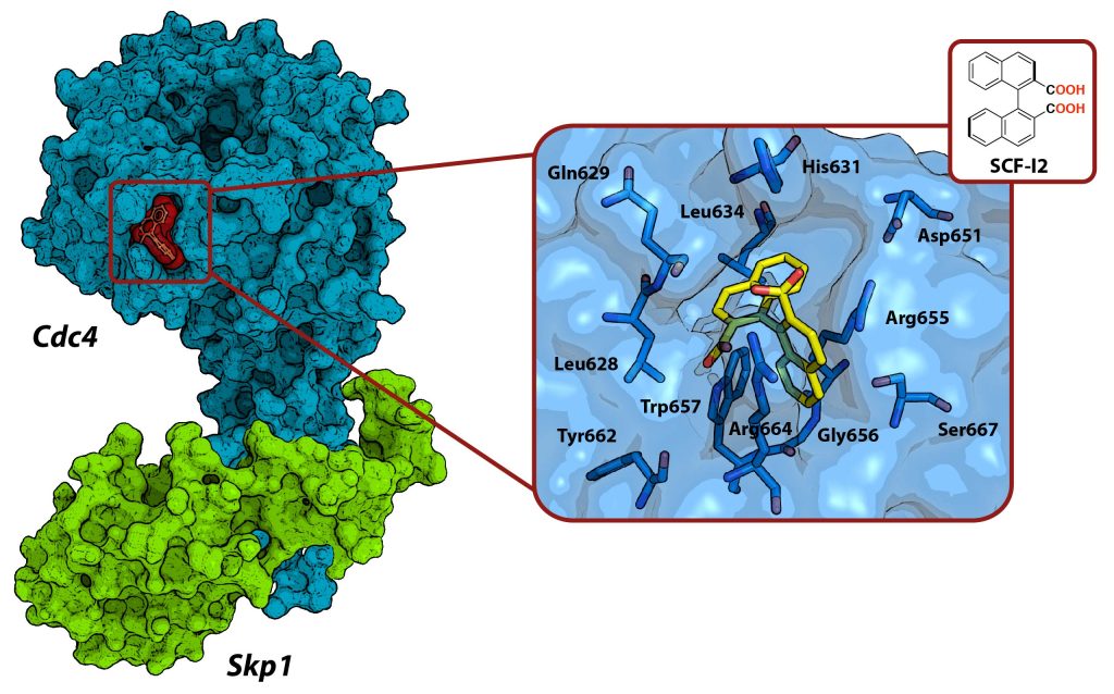 Figure 4 Chemical structures of published small-molecule modulators of CRL activity