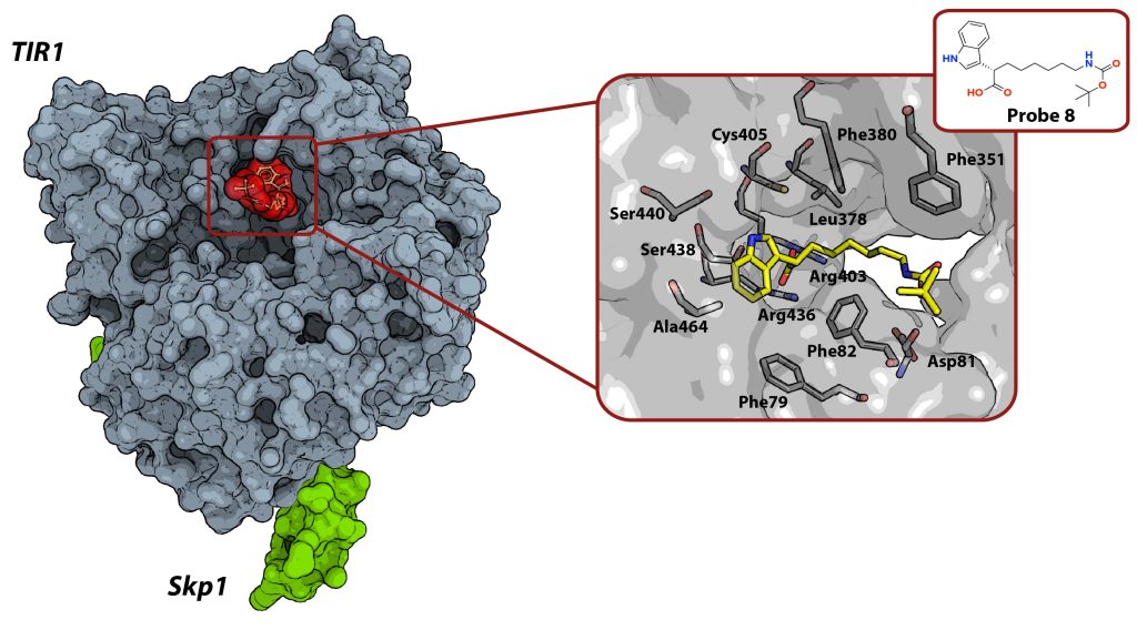 Figure 5 Crystal structure of Skp1–Cdc4–SCF-I2 complex (PDB code 3MKS)