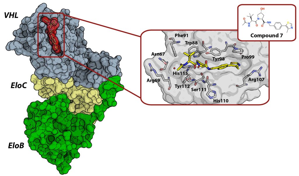Figure 6 Crystal structure of the Skp1–TIR1–Probe 8 complex (PDB code 3C6N)"
