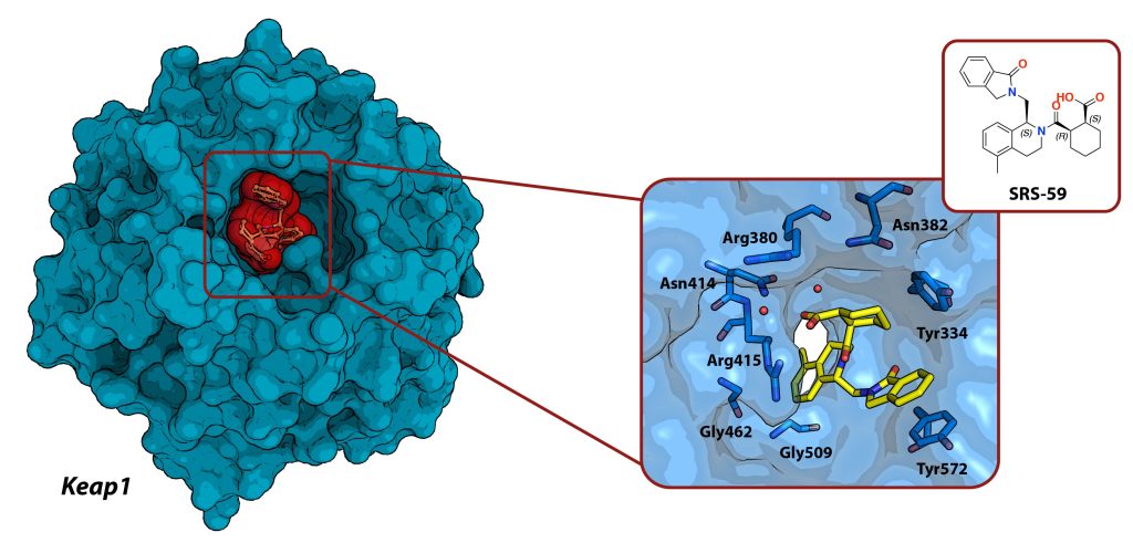 Figure 7 Crystal structure of the VHL–ElonginB–ElonginC–Compound 7 complex (PDB code 4W9H)
