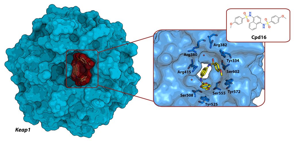 Figure 8 Crystal structure of the Keap1–SRS-59 complex (PDB code 4L7D)