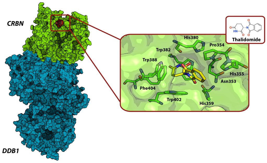 Figure 9 Crystal structure of the Keap1–Cpd16 complex (PDB code 4IQK)