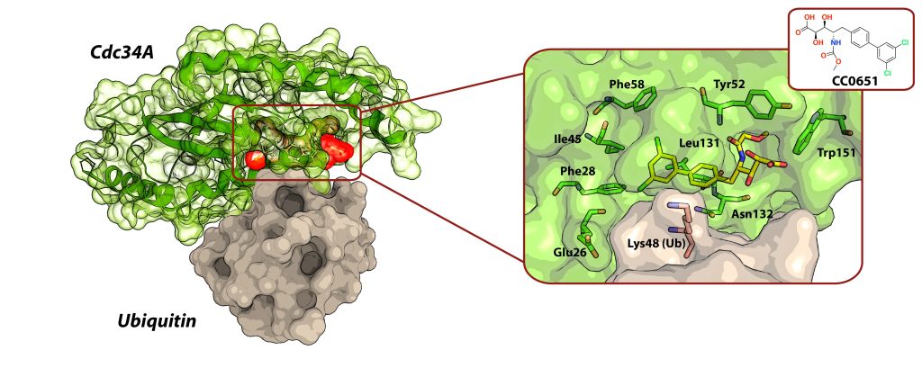 Figure 11 (top) Structures of CC0651 bound to an allosteric pocket on the E2-conjugating enzyme Cdc34