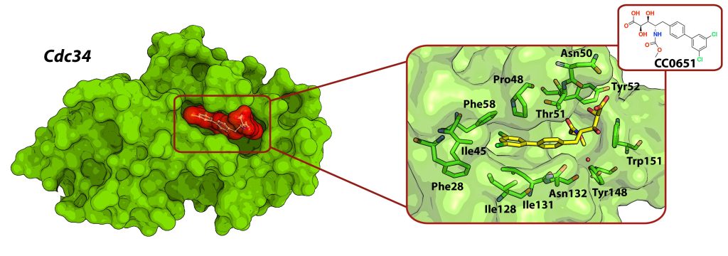 Figure 10 Crystal structure of the CRBN–DDB1–thalidomide complex (PDB code 4CI1)