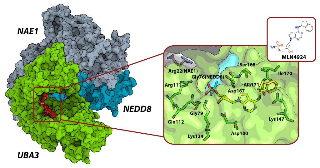 Figure 11 (bottom) Structures of CC0651 bound to an allosteric pocket on the E2-conjugating enzyme Cdc34