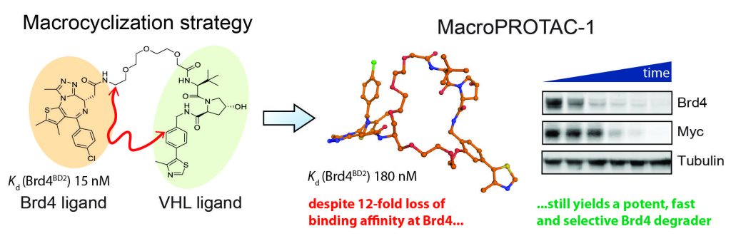 TOC graphic PROTACs go macrocyclic
