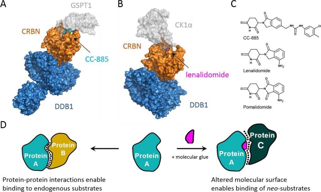 Figure 2. Molecular glues