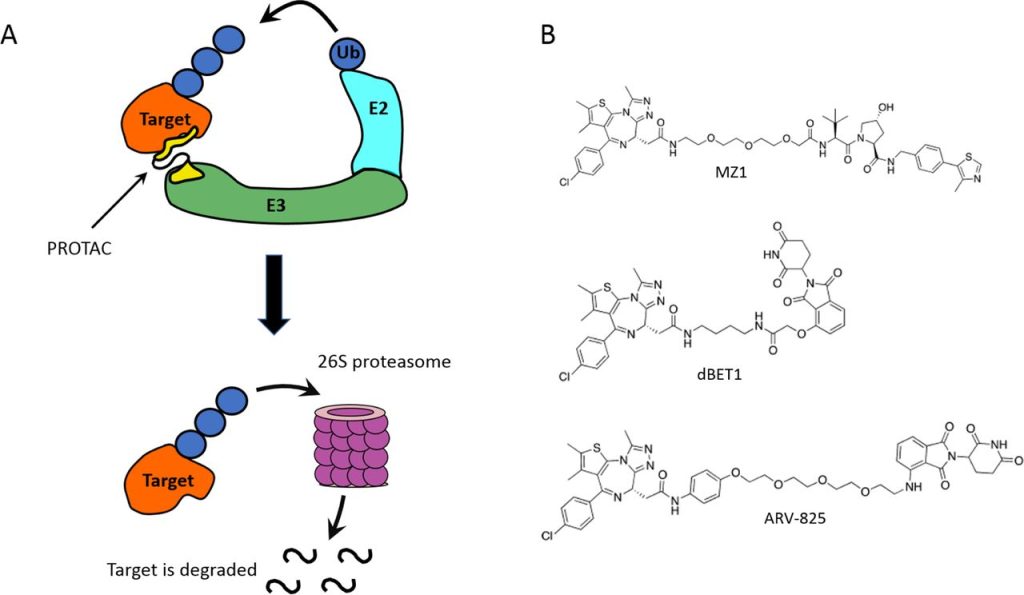 Figure 3. Proteolysis-targeting chimaeras