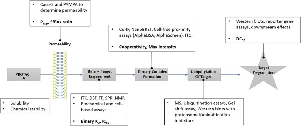 Figure 6. The process of PROTAC development"