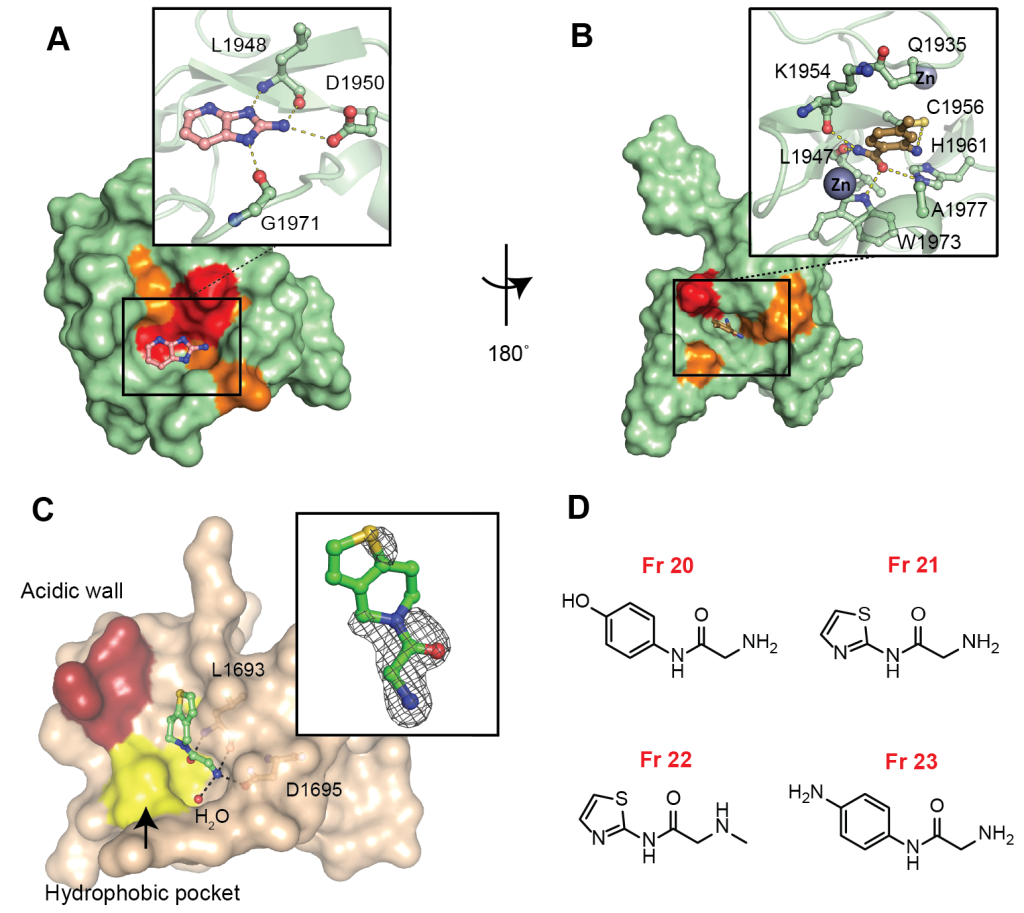 Figure 2. Biophysical and structural validation of fragment hits