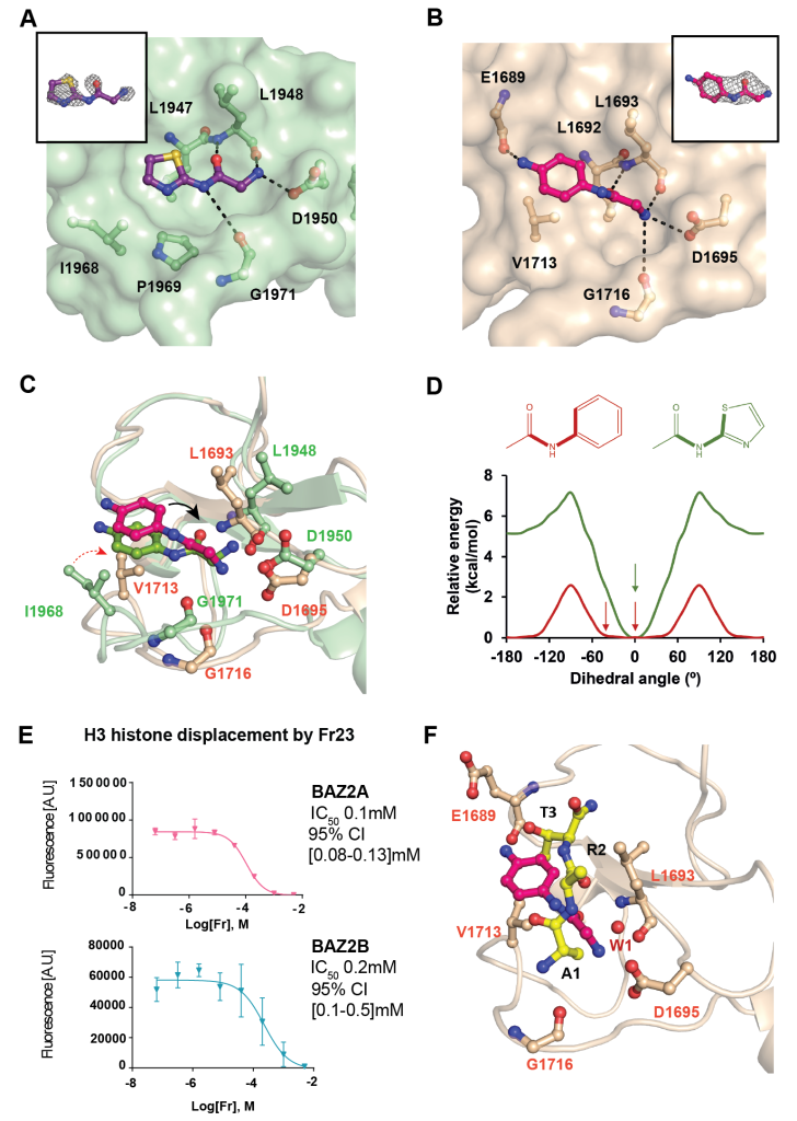 Figure 3. Insights on the binding mode of optimized fragments.