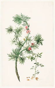 Botanical illustration of Taxus baccata (common yew)