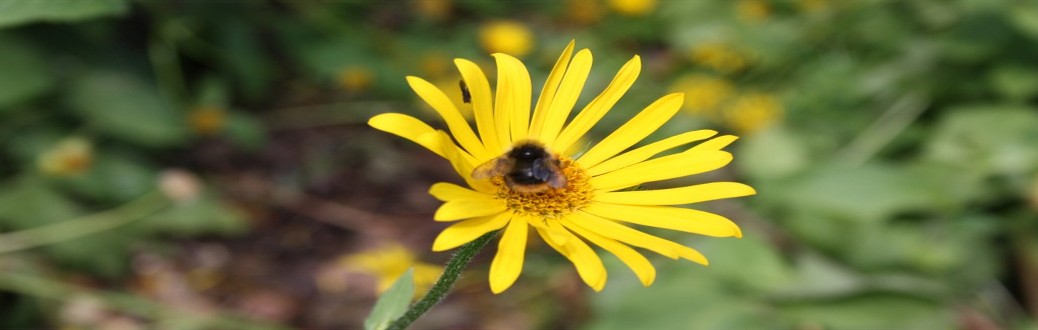 Bee on Doronicum