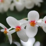 Begonia solenanthera