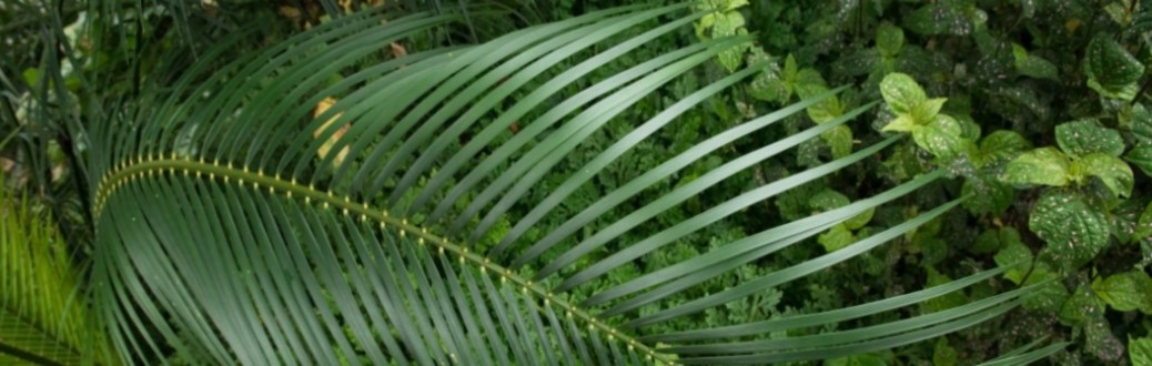 Leaf of a Cycad (Australia) or Burrawong