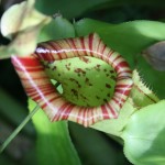 Nepenthes (September 2010)