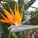 Strelitzia flos and Nectar