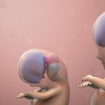 Brain development model