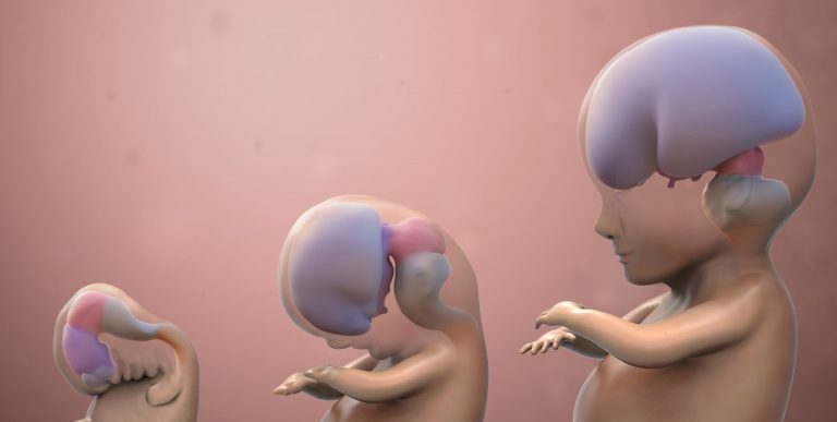 Brain development model