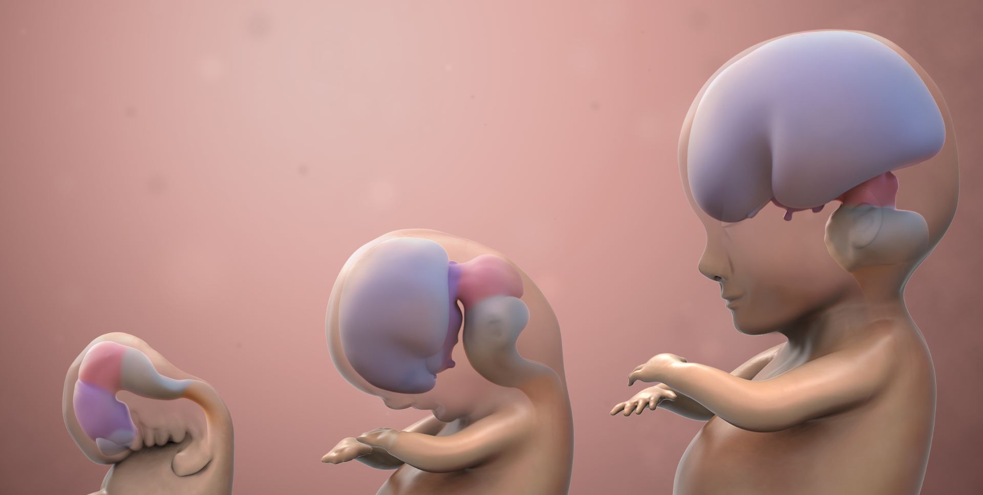 Brain development model