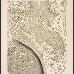Teaching chart showing Ergot. The image is black on a cream background and features a cluster of cells