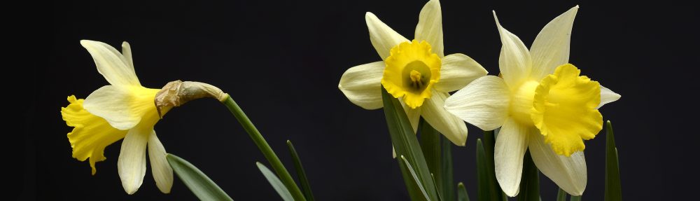 The Scottish Daffodil Project
