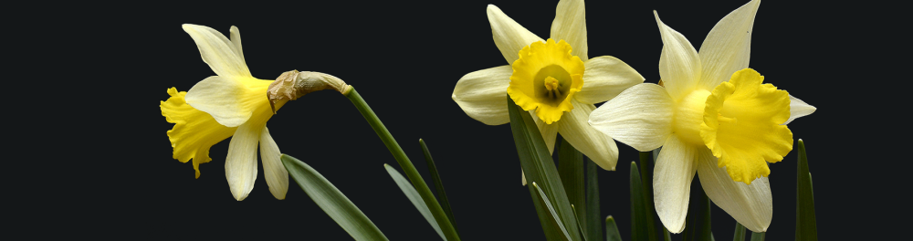 The Daffodil DNA Project