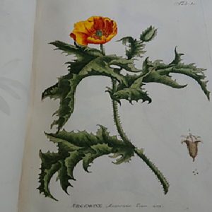 Papaveraceae 