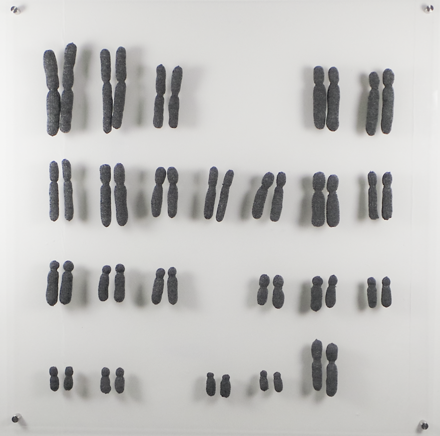 Chromosomes at Symbiosis 2015