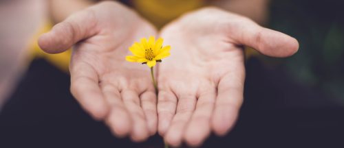 Yellow flower held between a pair of hands with palms up