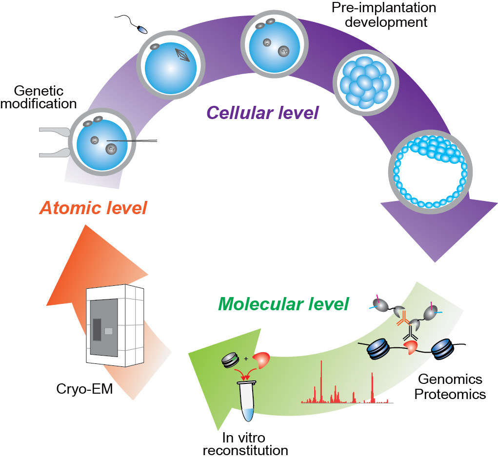 About US
Our group focuses on gene regulation and epigenetic reprogramming during mammalian development. We are particularly interested in how transcription factors drive cell-stage-specific gene regulatory networks through mammalian development. Following fertilization, cell potential gradually changes from totipotency to pluripotency or differentiated state. However, the underlying mechanism of this process at the chromatin level remains poorly understood. To address this fundamental question across scales, from atoms to embryos, our group uses an interdisciplinary approach combining genomics, proteomics, biochemistry, and structural biology. We seek to unravel fundamental principles of gene regulation and epigenetic reprogramming in mammalian development and gain insights into defects in the process that affect fertility.