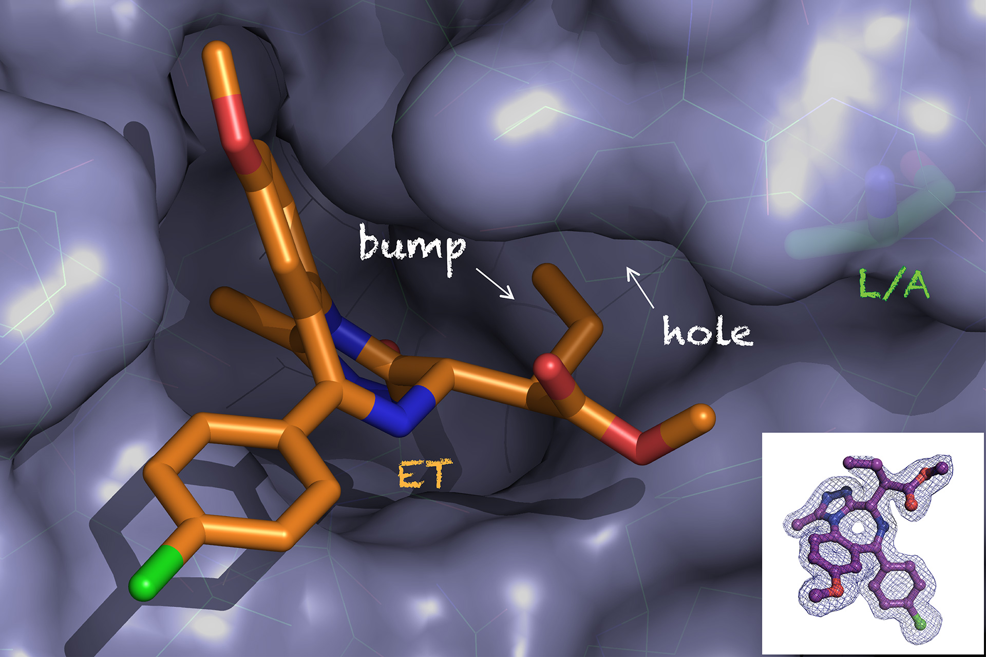 Bump-and-hole chemical genetic approach for allele-selective BET bromodomain inhibition.