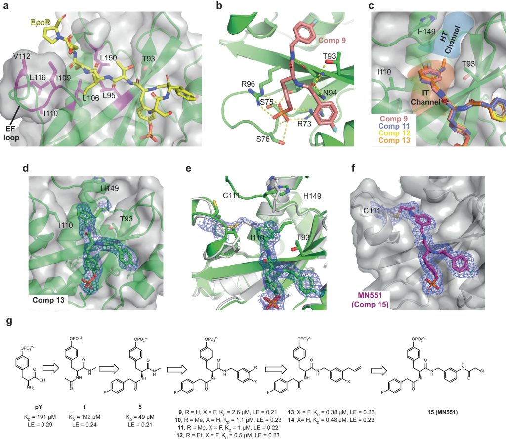 Fig. 1: Rational crystallography-guided design of small-molecule ligands targeting the SH2 domain of SOCS2.