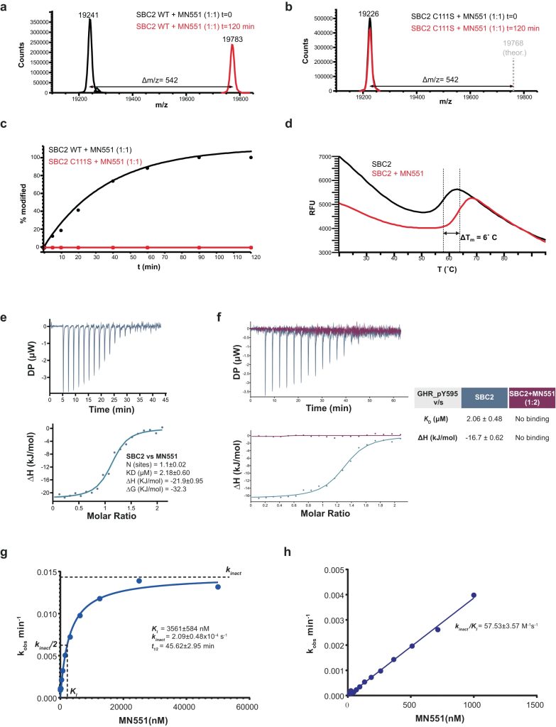 Fig. 2: In vitro characterization of MN551 covalency with recombinant SOCS2.