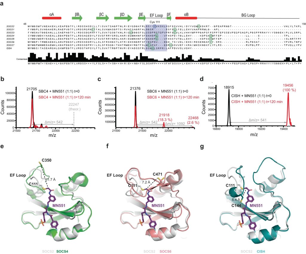 Fig. 3: Intra-SOCS family selectivity of MN551