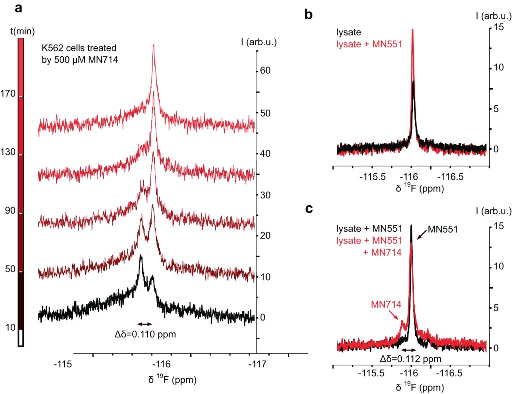 Fig. 5: In-cell NMR spectroscopy confirms MN714 prodrug is unmasked inside cells