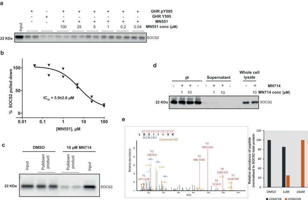 Fig. 6: MN551 competitively blocks SOCS2-GHR interaction by covalently engaging Cys111 of SOCS2 inside cells