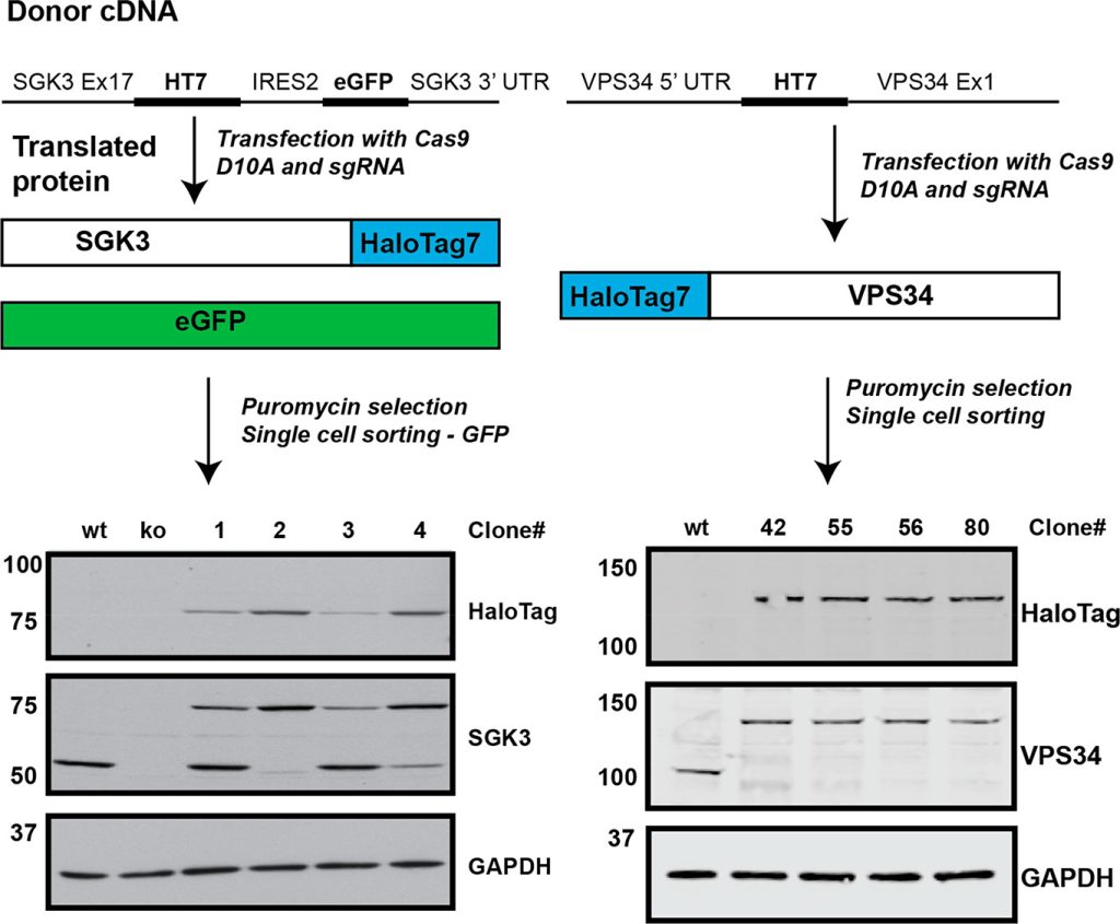 Figure 1. Generation of HaloTag7 endogenous fusion proteins by CRISPR/Cas9