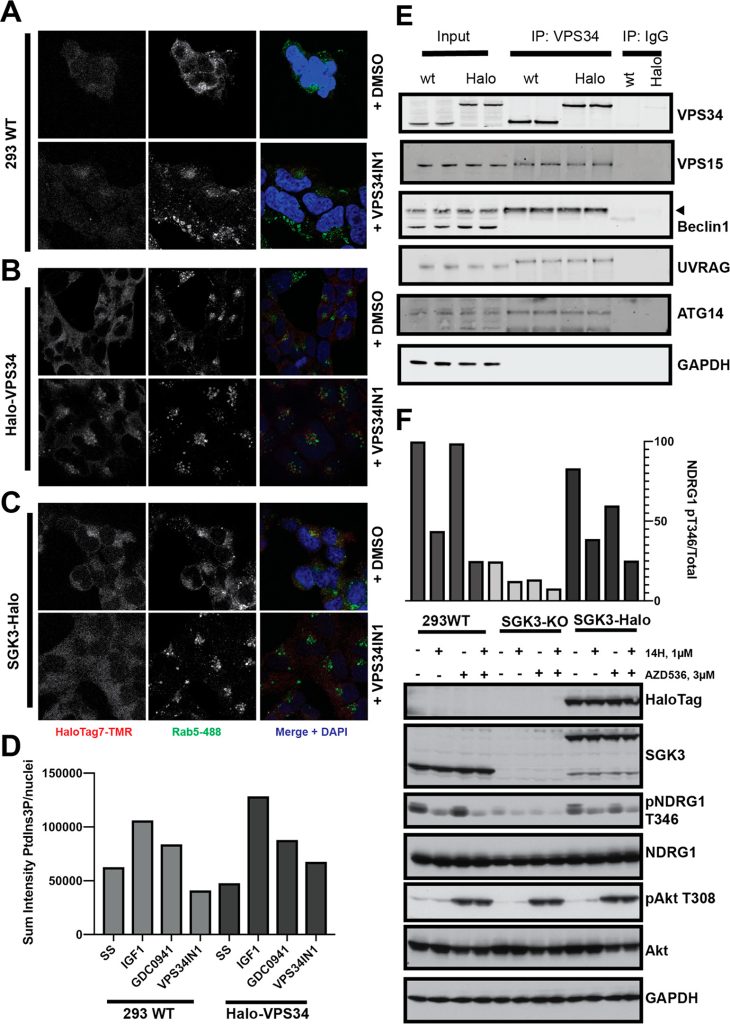 Figure 2. Localization and function of VPS34 and SGK3 are unaffected by fusion to HaloTag7