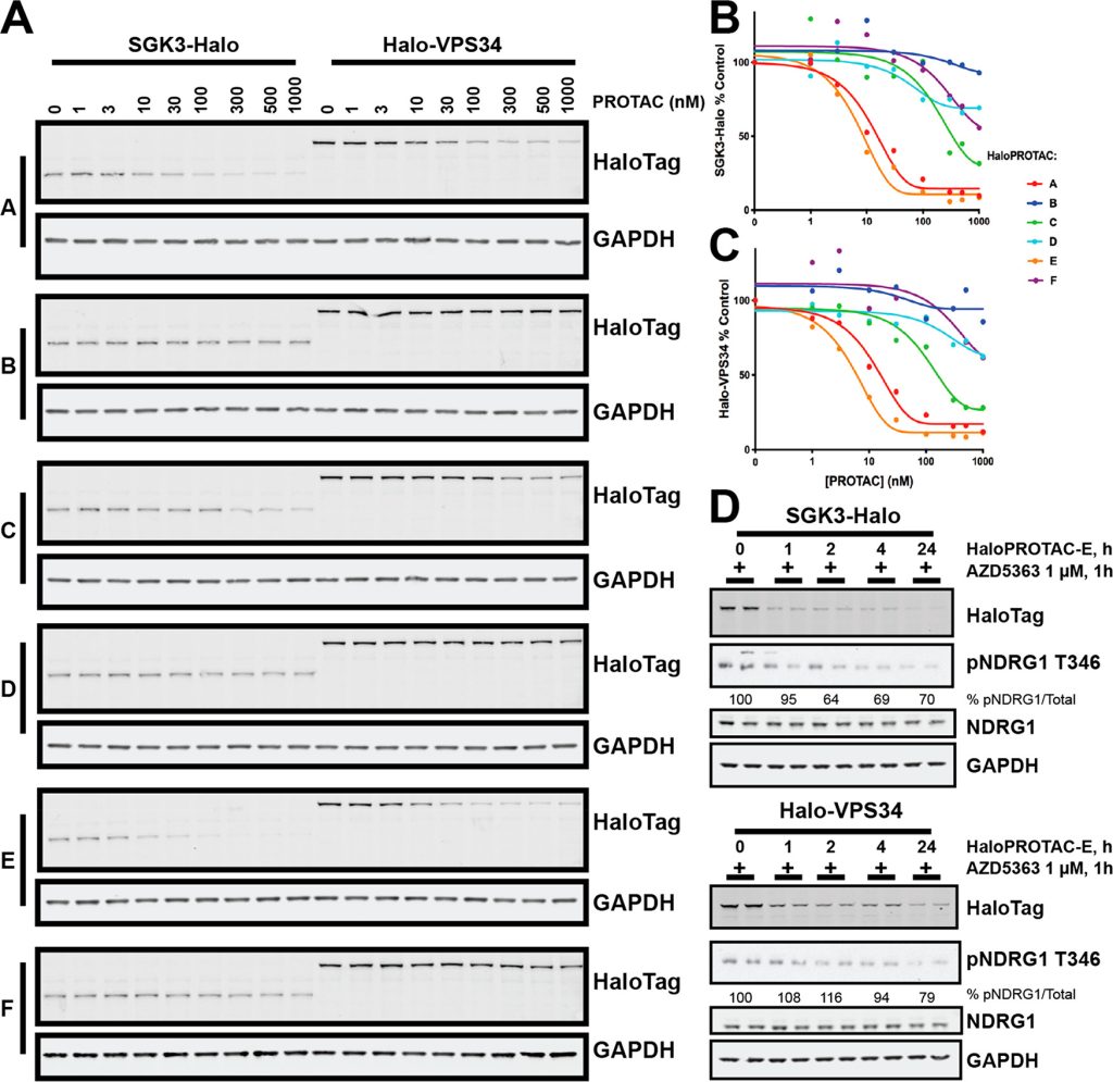 Figure 4. HaloPROTAC-mediated degradation of HaloTag7-fusion proteins