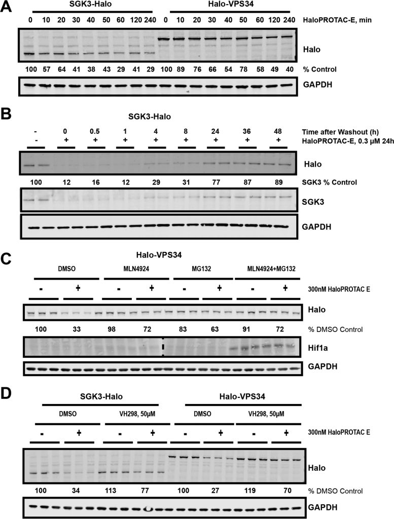 Figure 5. Mechanistic characterization of HaloPROTAC-E